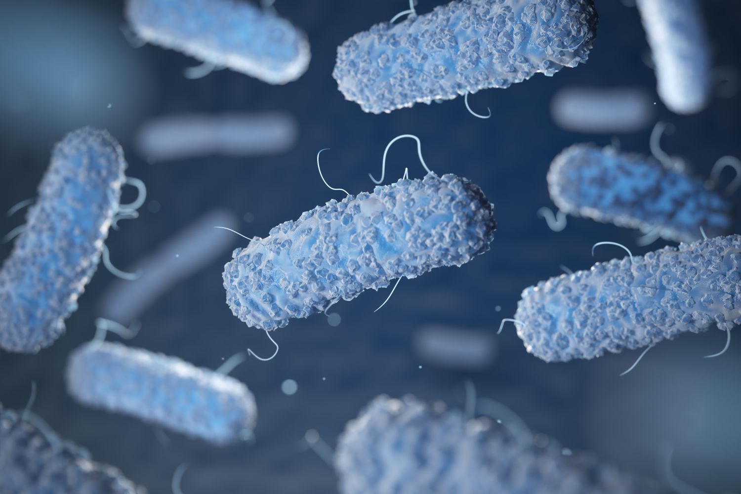 Leptospirosis bacteria